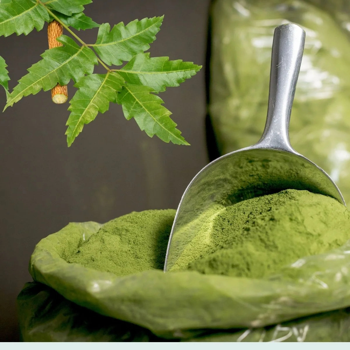 Neem Powder- 100g (نیم پاؤڈر)